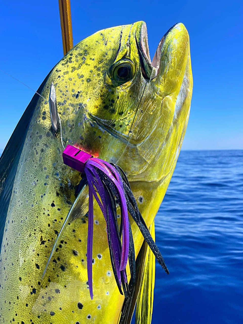 best lures for dolphin fish Bost Tuna-Dolphin Trolling Lure Pack Mahi Mahi & Tuna Compare to Black Bart : Sports & Outdoors S 3/4oz Dolphin Snapper Zapper Chrome Dressed J HookThese Snapper Zappers have a J hooked dressed with bucktail and is a classic lure perfect for all species of saltwater fish Dolphinfish Frenzy Mahi Lure Pack