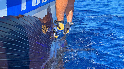 L'emozione della fine del combattimento e il Catch and Release... Oppure no?