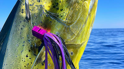 Dolphinfish trolling. The search for El Dorado 